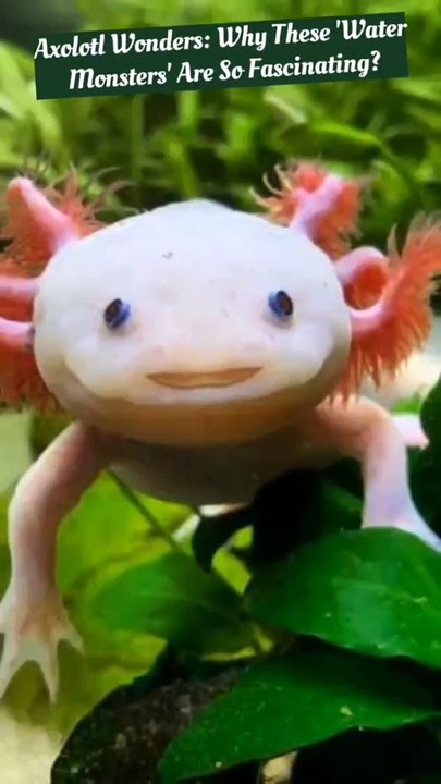 Axolotls: Nature’s Regeneration Marvels | Arcana Axis