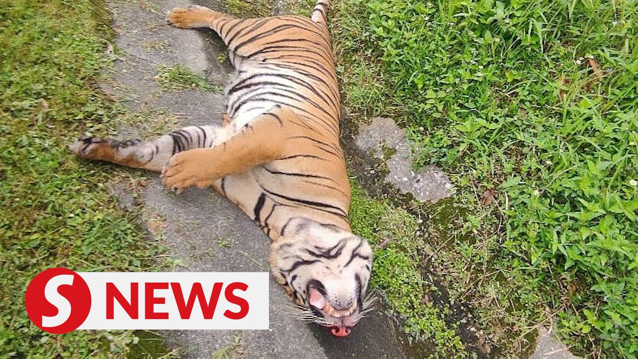 Pahang Perhilitan to preserve carcass of tiger believed hit by car