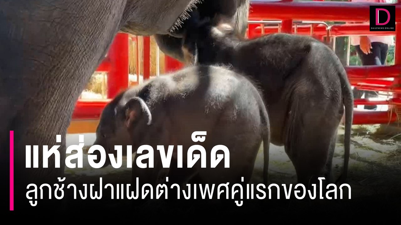 แห่ส่องเลขเด็ดลูกช้างฝาแฝดต่างเพศคู่แรกของโลก เจ้าของวังช้างเผยเลขมงคล | HOTSHOT เดลินิวส์ 07/07/67
