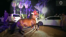 Horse Steals the Show with its Dance Moves | DHOL MAGIC | DHOL BEATS | WEDDING IDEAS 2024