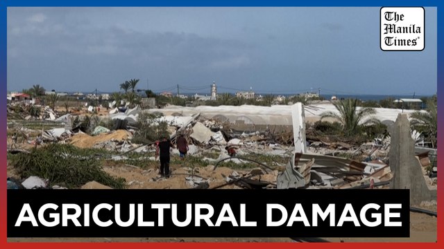 Everything is gone cry Gaza farmers after agricultural land destroyed by Israeli forces