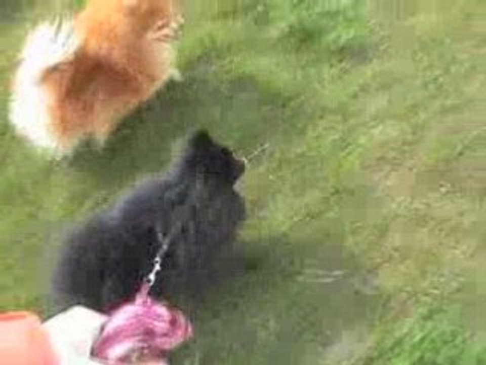 Baloo en laisse !!