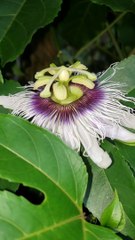 Let's pollinate the passion flower quickly