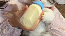 Little kitty enjoys milk in mother's arms