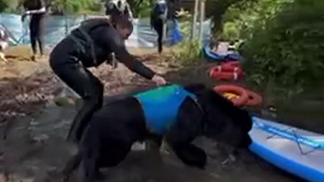 Hilarious footage shows giant dog trying to flee his owner - on a paddle board