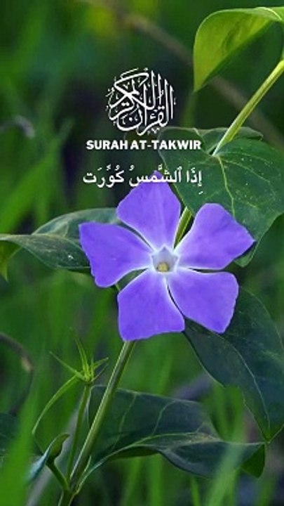Surah At-Takwire 7times -| Heart Touching Recitation | Beautiful Recitation | Quran |quran |Tilawat