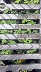 Dikey bahçeler gitti lağım bahçeleri geldi! Kanalizasyondan ot fışkırıyor