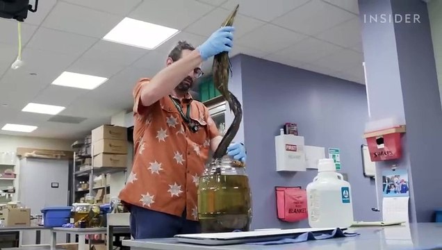 Why 11 Million Embalmed Specimens Are Stored In The Field Museum s Basement _ Colossal Collections__ Cool Science Hub