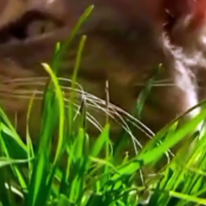 Funny animal vedio
