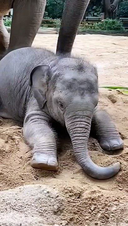 Baby elephant animation