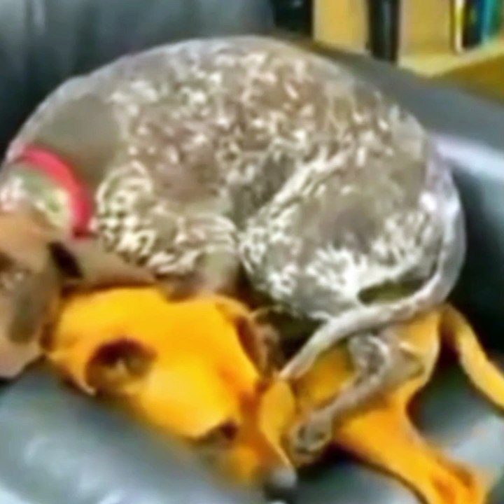 Funny animal vedio