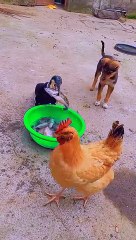 Hungry Duck Eating Fish