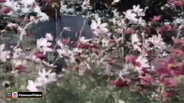 KHAMOSH HAIN NAZARAY - MEHDI HASSAN SINGS FOR WAHEED MURAD - PAKISTANI FILM BANDAGI