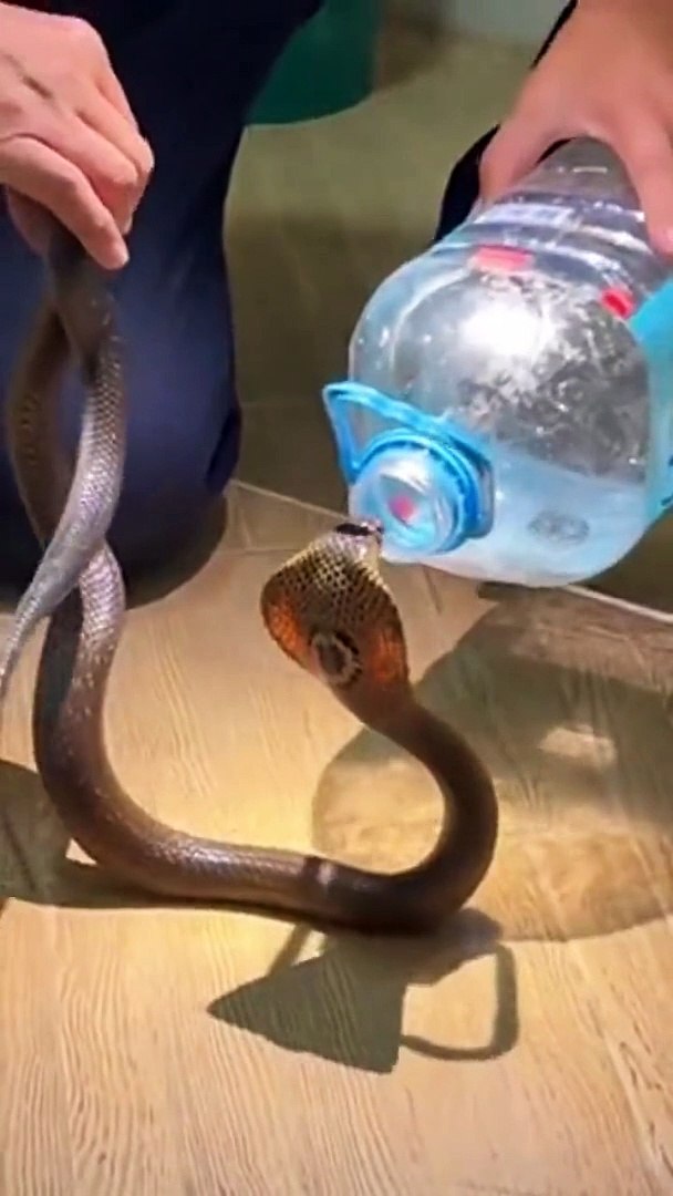 ⁣Snake Catcher