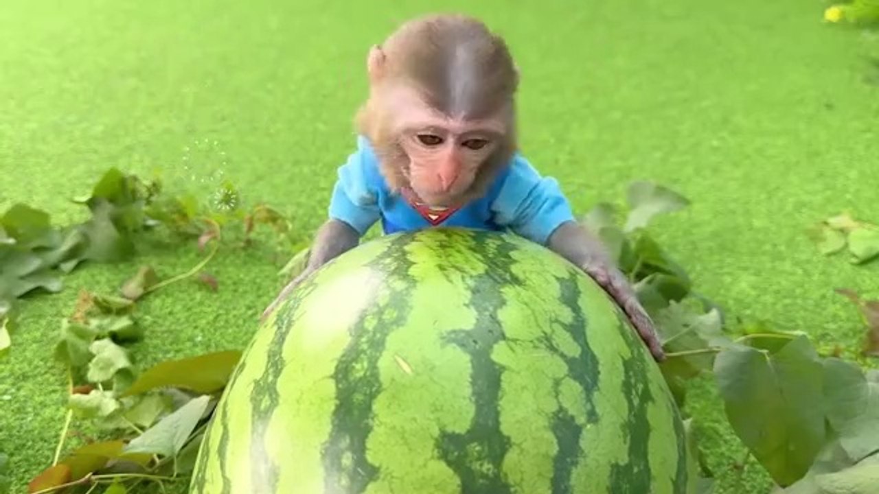 Monkey Baby Bon Bon eats yellow watermelon with ducklings and goes shark fishing in the garden