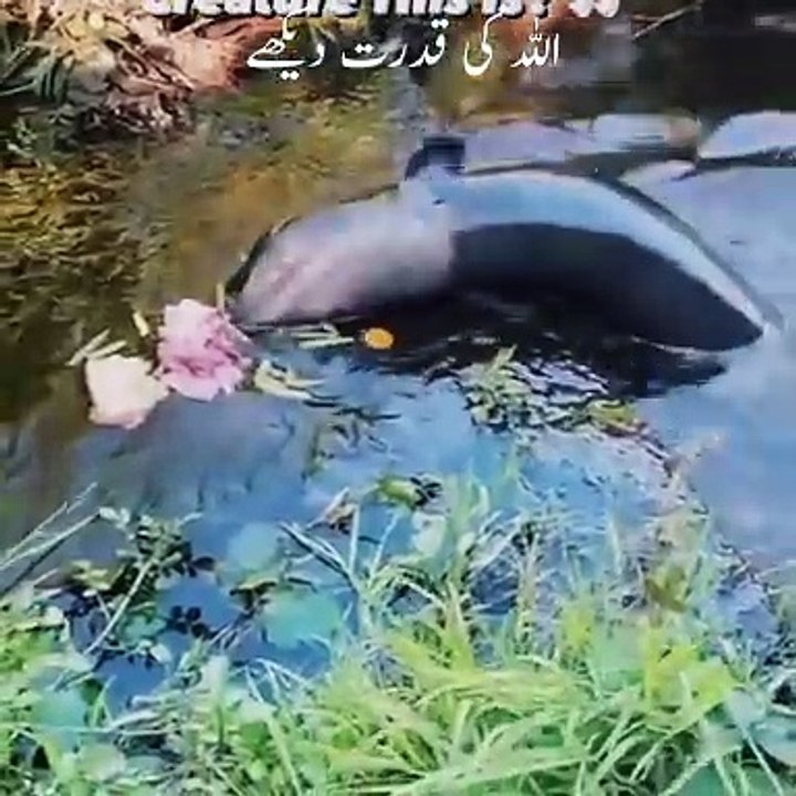 Allah is great Allah ky aagy kisy ka bas nahi chalta