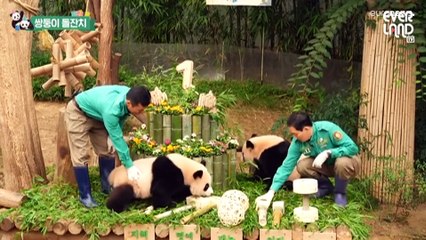 عيد ميلاد سعيد لروي وهوي! توأم باندا كوريا الجنوبية يحتفلان بعامهما الأول