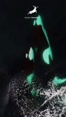 MENGEJUTKAN! HEWAN INI MEMBURU PAUS