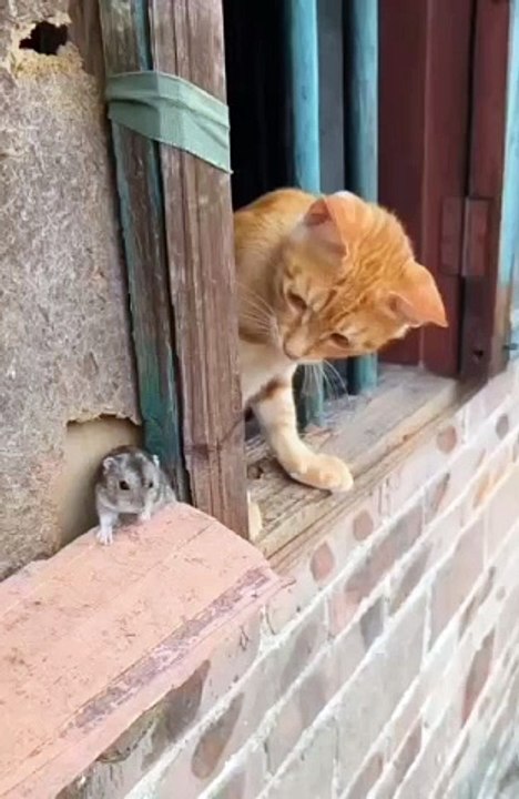 TOM and Jerry. 
