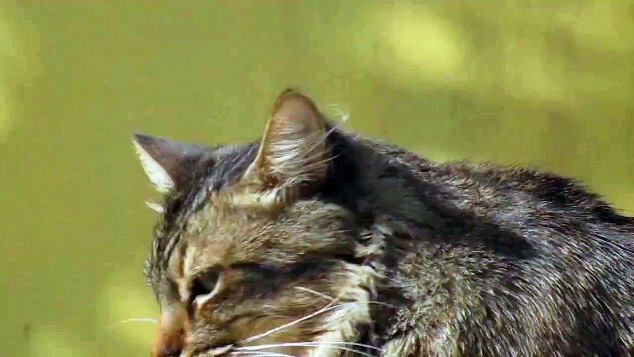 854982-hd_1280_720_25fps