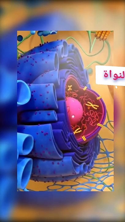 الخلية الحيوانية وتركيبها