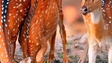 عالم الحيوان Animal world