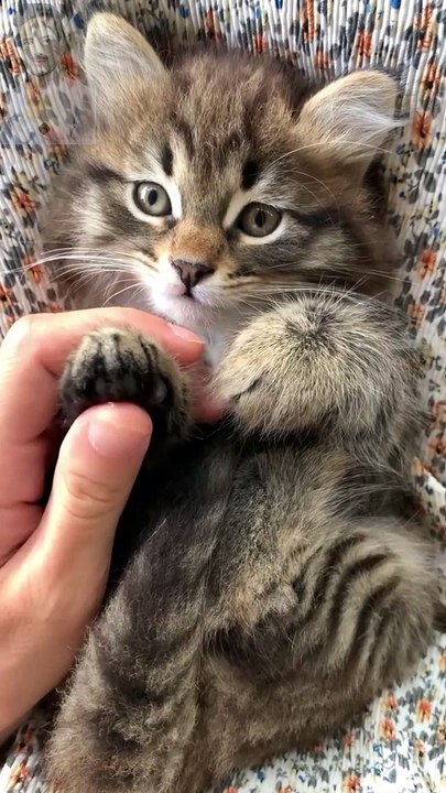 My hobbies - LOLcats is the best place to find and submit funny cat memes and other silly cat materials to share with the world.