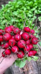 Picking Herbs @Rural Cuisine‬