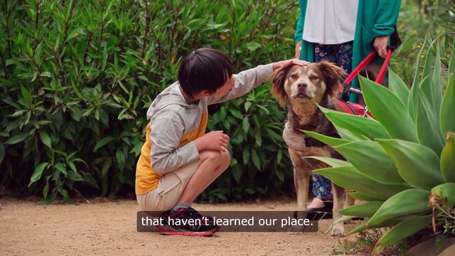 Love Bites: Dog To Cat Person Conversion Therapy