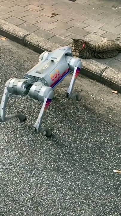 How reaction this cat to see rabort