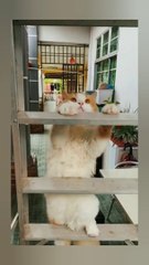 Cute cat showing skills 