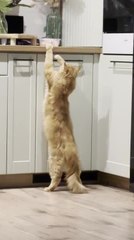 Cat Attempts to Grab Meat From Countertop