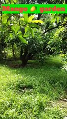 mango mania | ❤️| mango garden | @samishaista3|  #shorts