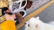 Cute maltese dog enjoys some ride on a weekend spree