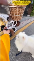 Cute maltese dog enjoys some ride on a weekend spree