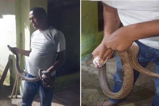 CG Snake Man: जहरीले सांपों को चुटकियों में काबू कर लेता है यह ‘स्नैक मैन’, 5000 सांपों का कर चुका है रेस्क्यू..देखिए Video