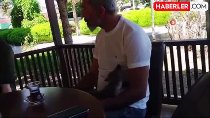 Tilki yavrusu emin ellerde