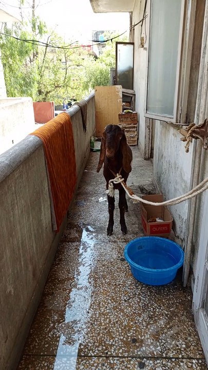 friendly Goat