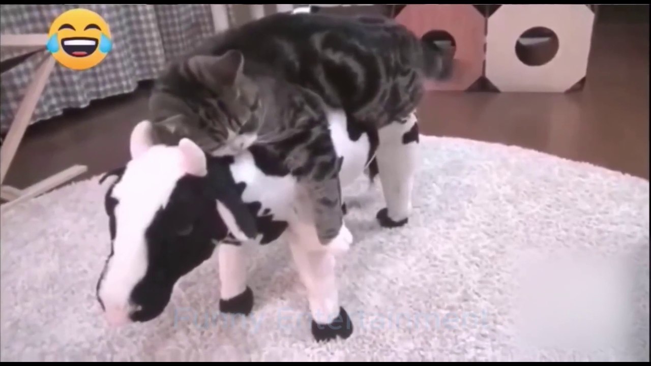 Animals funny videos | cats and dogs | try not laugh | #petsawesome #cutepets