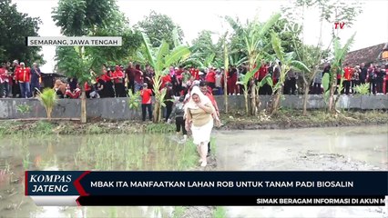 Mbak Ita Manfaatkan Lahan Rob untuk Tanam Padi Biosalin