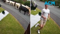 Unruly herd chases teen down North Yorkshire street