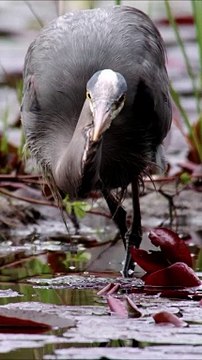 Amizing waw is amizing #farmlife #dogtok #farm #bird #lola #dogsofttiktok #cutie #arrested #rabbit #hamster #protection #doglovers #furbaby #labrador #dachshund #adoptdontshop #cow #malinois #kingcharles #bordercollie #farmer #homestead #chickens #pigeon