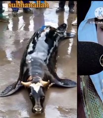 سبحان الله الله اکبر