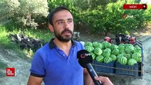 Hatay'da tarladaki karpuzları tek tek gazeteyle sardılar
