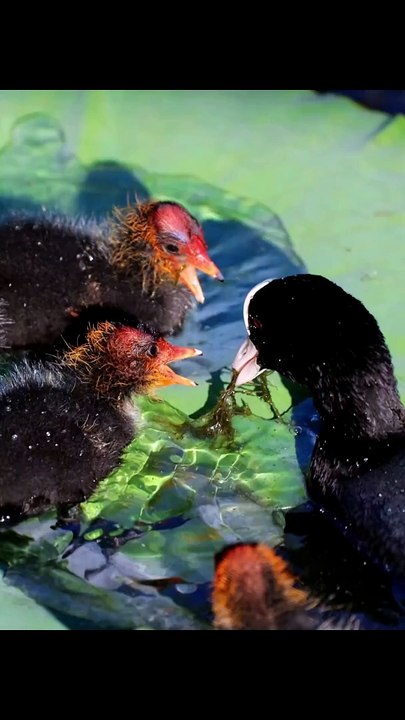 Nice animals #farmlife #dogtok #farm #bird #lola #dogsofttiktok #cutie #arrested #rabbit #hamster #protection #doglovers #furbaby #labrador #dachshund #adoptdontshop #cow #malinois #kingcharles #bordercollie #farmer #homestead #chickens #pigeon #catmeme #