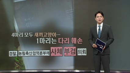 인천서 발견된 길고양이 4마리 사체... 1마리는 '다리 훼손' [앵커리포트] / YTN