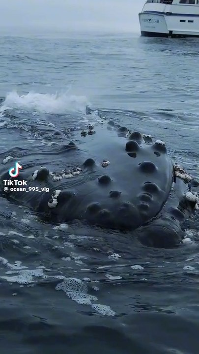 whales in ocean