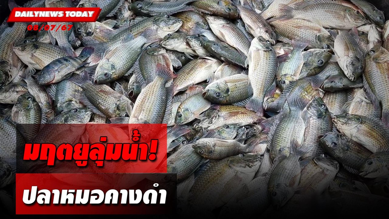 มฤตยูลุ่มน้ำ! ปลาหมอคางดำ | DAILYNEWSTODAY 08/07/67