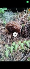 Wild mushroom healthy mushroom Costly and most beneficial mushroom