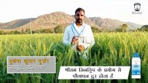 Transform Your Wheat Crop with Shriram Zindrip for Effective Results
